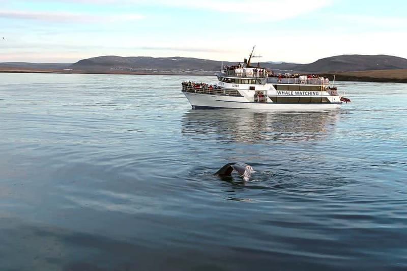 Reykjavik: Whale Watching Tour with Expert Guide - What You Can See in Faxaflói Bay