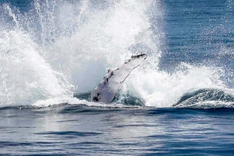 Reykjavik: Whale Watching Tour with Expert Guide - When to Go for the Best Chance