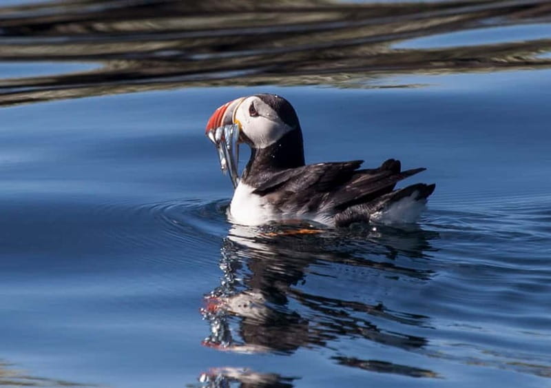 Reykjavik: Whales and Puffins Express Cruise Combo Tour - Key points to know before you book