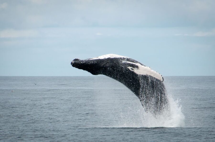 Reykjavik: Whales and Puffins Express Cruise Combo Tour - Booking advice and final call