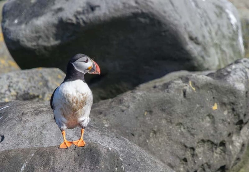 Reykjavik: Whales and Puffins Express Cruise Combo Tour - Two boats, two kinds of wildlife watching
