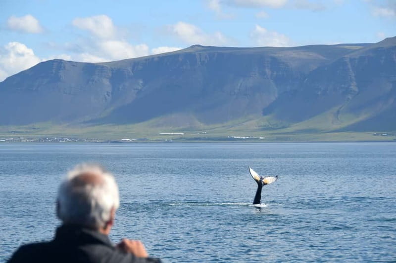 Reykjavik: Whales and Puffins Express Cruise Combo Tour - Classic or express whale watching?