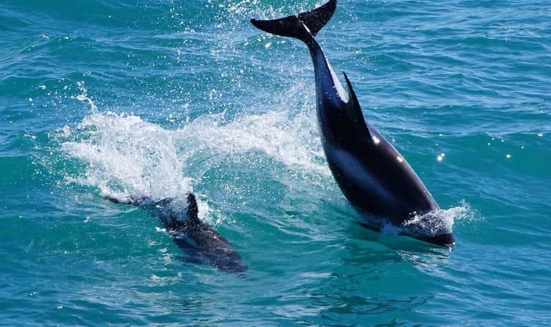 Reykjavik: Whales and Puffins Express Cruise Combo Tour - Guides, facts, and the human side of the trip
