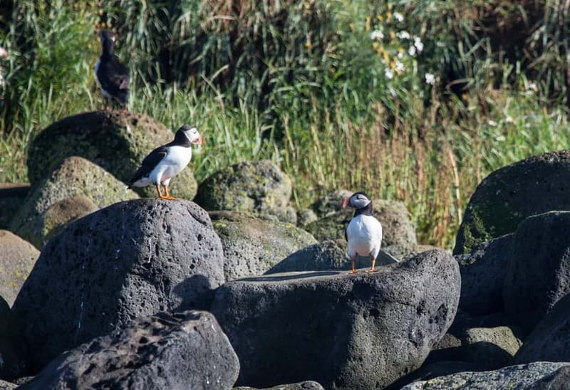 Reykjavik: Whales and Puffins Express Cruise Combo Tour - Weather, sea conditions, and what to wear