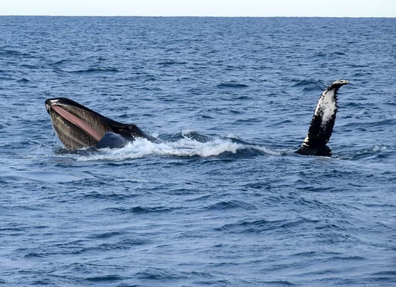 Reykjavik: Whales and Puffins Express Cruise Combo Tour - Is $148 good value?