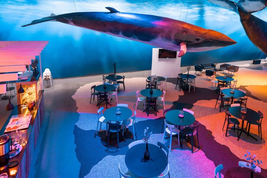 Reykjavik: Whales of Iceland Museum Entrance Ticket - Who will get the most from the $34 ticket