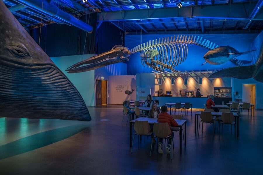 Reykjavik: Whales of Iceland Museum Entrance Ticket - Booking, timing, and small practical details
