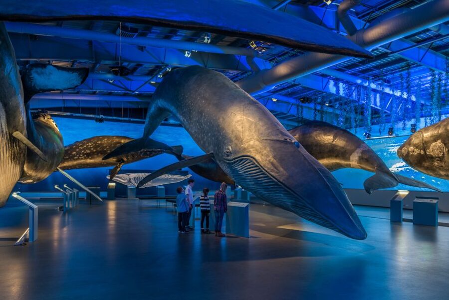 Reykjavik: Whales of Iceland Museum Entrance Ticket - A useful route through the exhibition hall
