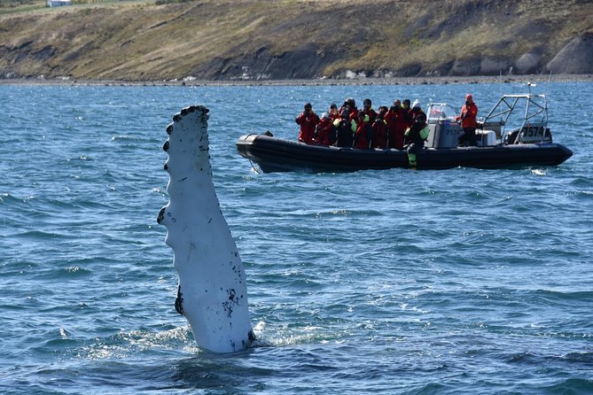RIB boat express: Whales, Eyjafjord and Akureyri - Why the small boat changes the experience