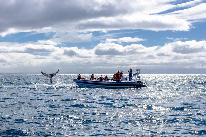 RIB Whale Watching Small-Group Boat Tour from Reykjavik - What the boat ride feels like