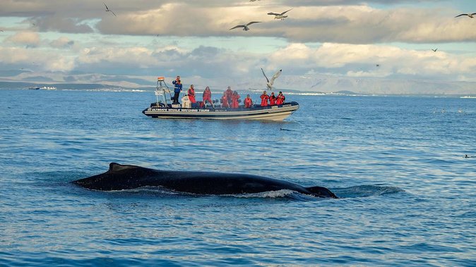 RIB Whale Watching Small-Group Boat Tour from Reykjavik - The return along Reykjavik’s waterfront