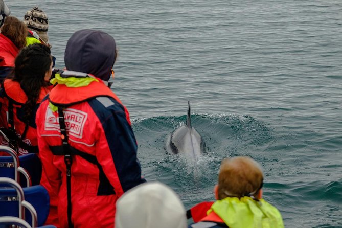 RIB Whale Watching Small-Group Boat Tour from Reykjavik - What happens if the weather turns bad?