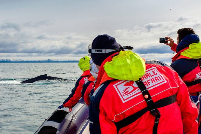 RIB Whale Watching Small-Group Boat Tour from Reykjavik - The puffin islands from early May through August