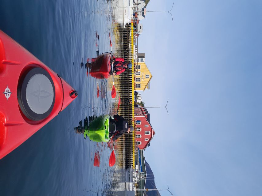 Siglufjörður / Siglufjordur: Guided kayak tour. - Wildlife, birds, and the chance of a seal