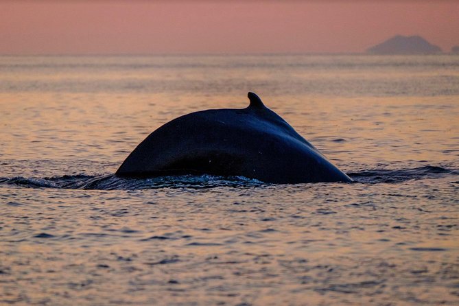 Small-group Whale Watching in the Midnight Sun from Reykjavík - Lundey and the puffin search