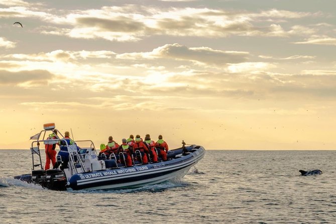 Small-group Whale Watching in the Midnight Sun from Reykjavík - The Sun Voyager and the return ride