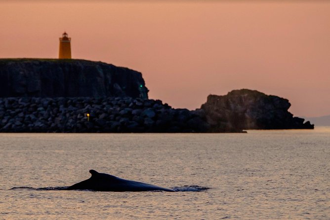 Small-group Whale Watching in the Midnight Sun from Reykjavík - What the $203.50 price means