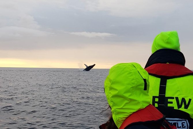 Small-group Whale Watching in the Midnight Sun from Reykjavík - Old Harbour and Harpa before open water