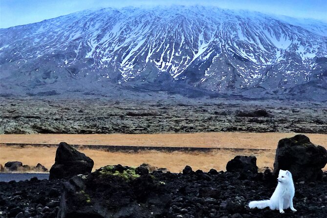 Snaefellsnes Peninsula Full Day Tour from Reykjavik - Ytri Tunga, a chance to look for seals