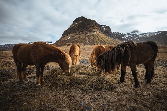 Snæfellsnes Peninsula | Private tour | PRO Photos included - Djúpalónssandur and the black lava shore