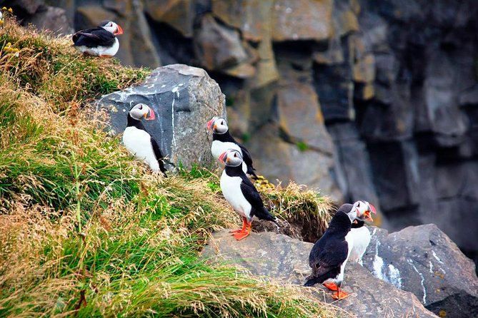 South Coast Small-Group Tour from Reykjavik - Sólheimajökull brings you close to glacial ice