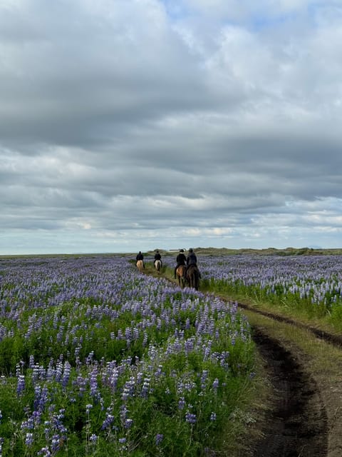 southern Iceland: Black beach riding tour - Riding across southern Iceland’s volcanic shore