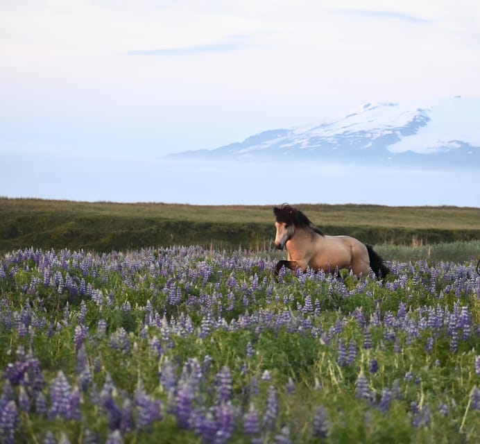 southern Iceland: Black beach riding tour - What the two-hour route feels like