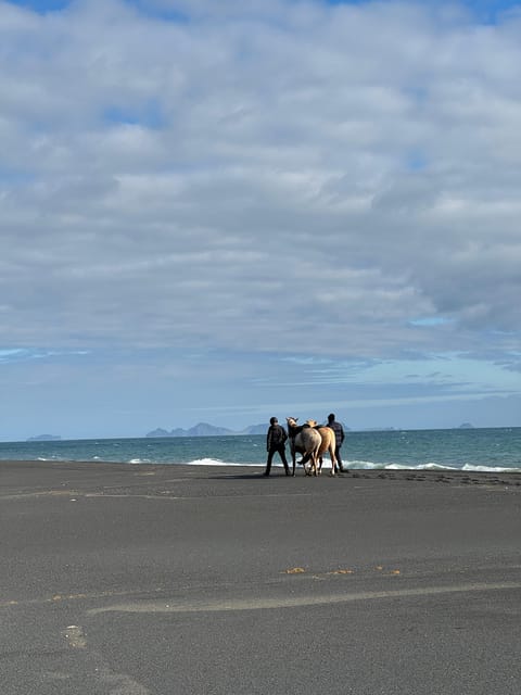 southern Iceland: Black beach riding tour - Guides who work with different riding abilities