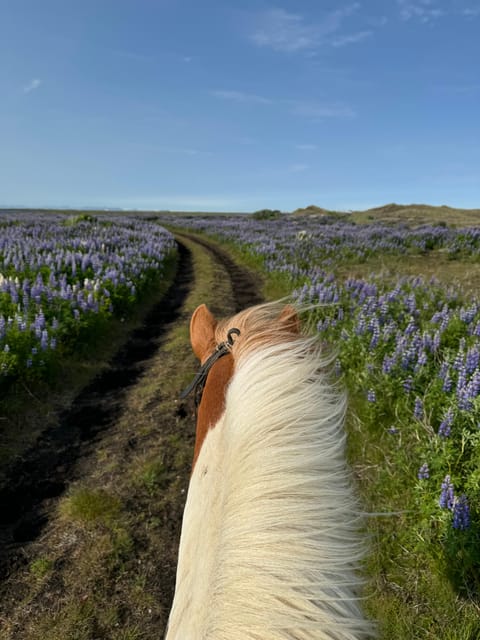 southern Iceland: Black beach riding tour - Weather, clothing, and comfort on the beach