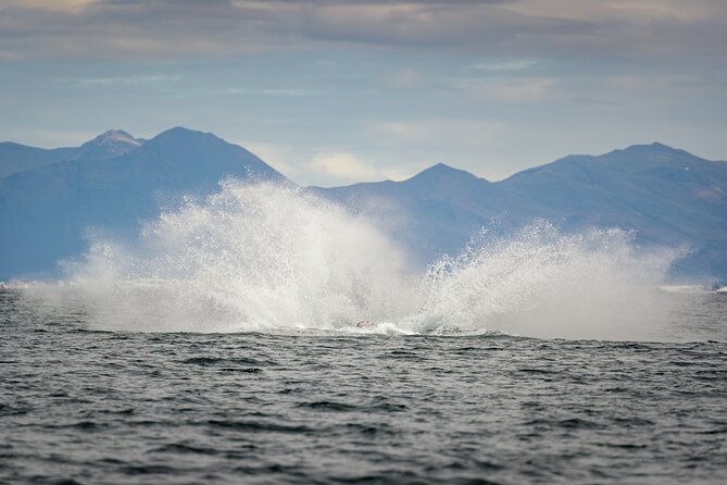 Speedboat Whale Watching Small-Group Tour in Reykjavik - What the two hours in Faxaflói Bay can bring