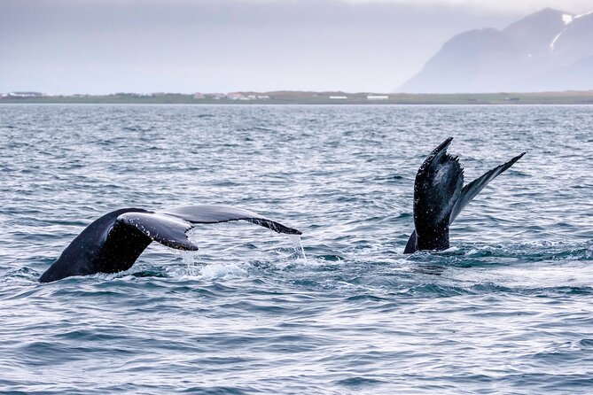 Speedboat Whale Watching Small-Group Tour in Reykjavik - The gear keeps you warmer, not magically dry
