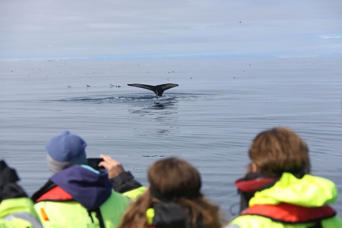Speedboat Whale Watching Small-Group Tour in Reykjavik - Timing, arrival, and the small details
