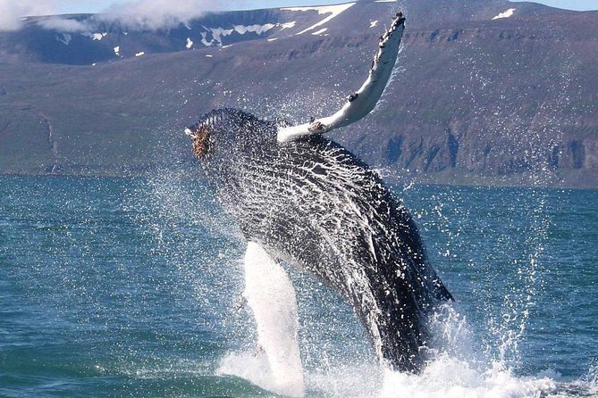 Speedboat Whale Watching Small-Group Tour in Reykjavik - Who will enjoy this most