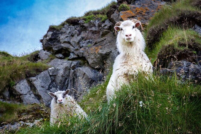 The Best of Vestmannaeyjar with Ebbi - Herjolfsdalur and the Viking Town