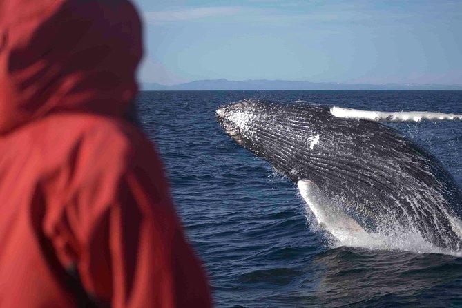 The Original Classic Whale Watching from Reykjavik - Seals, dolphins, porpoises, and seabirds