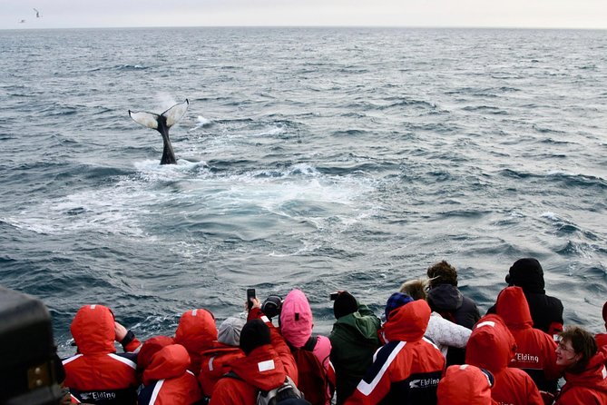 The Original Classic Whale Watching from Reykjavik - Why the guide makes the difference