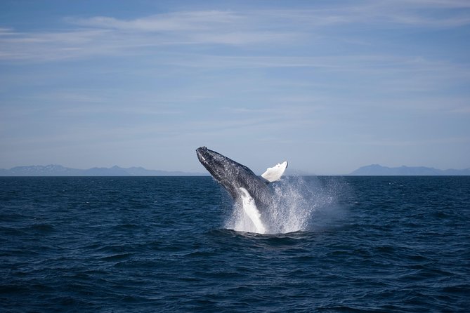 The Original Classic Whale Watching from Reykjavik - Morning or afternoon: choosing your departure