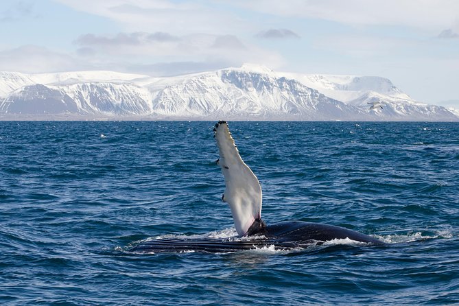 The Original Classic Whale Watching from Reykjavik - What the $105 price buys you