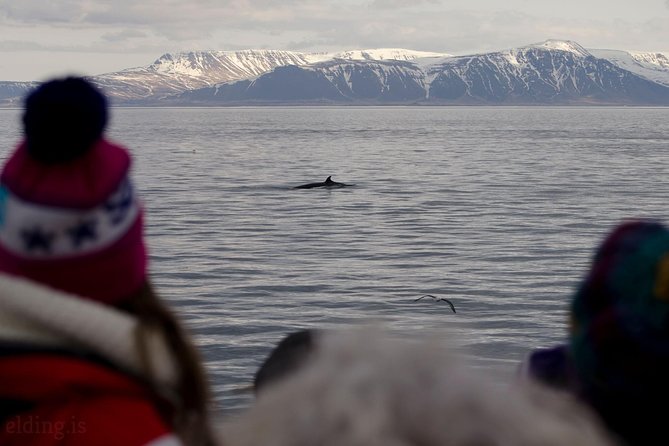 The Original Classic Whale Watching from Reykjavik - Group size, access, and practical limits