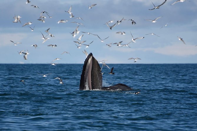 The Original Classic Whale Watching from Reykjavik - Searching the bay for humpbacks and minke whales