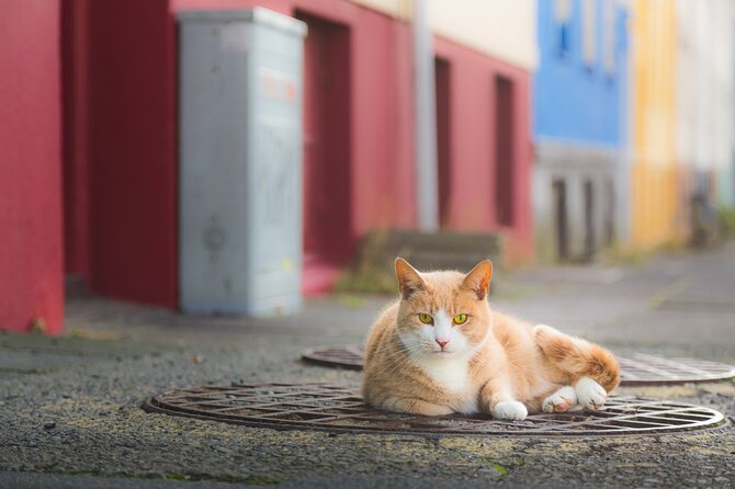 The Reykjavik Cat Walking Tour - Reykjavík seen through its cats