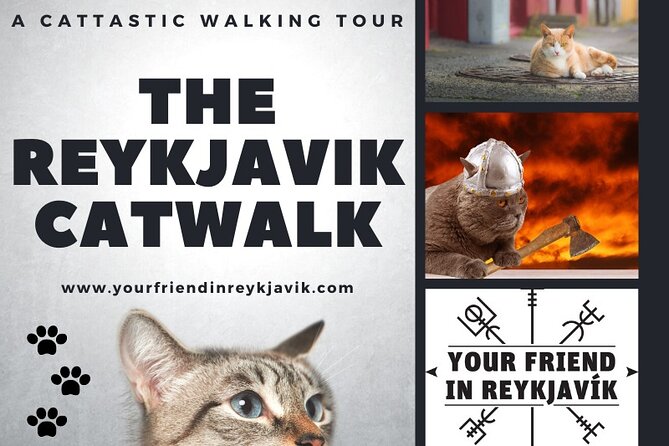 The Reykjavik Cat Walking Tour - Kattakaffihúsið, the warm heart of the tour