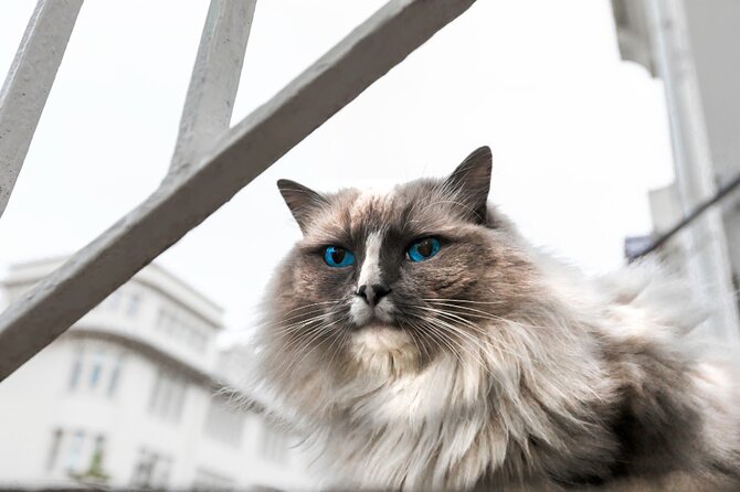 The Reykjavik Cat Walking Tour - How reliable are the cat sightings?