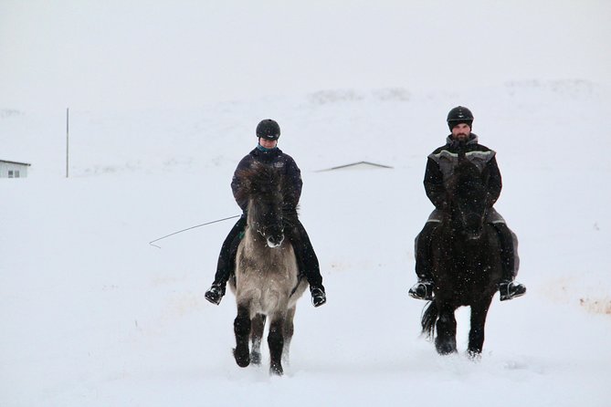 The Viking Horse Riding Experience in North Iceland - Why the Icelandic horse makes this ride different