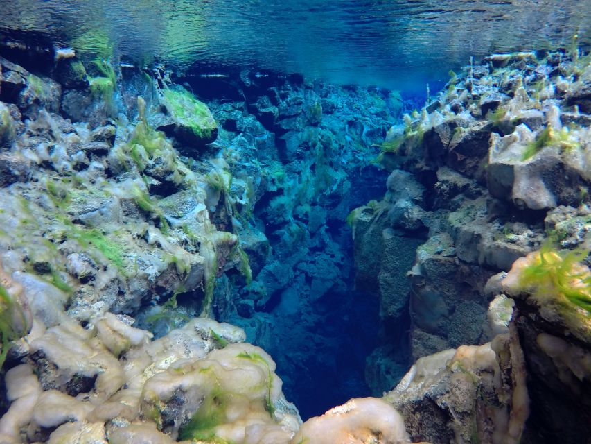 Thingvellir: Silfra Freedive Adevnture with a Guide - What you see beneath the surface