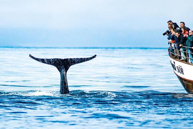 Traditional Oak Ship Whale Watching Tour From Husavik - Warmth, comfort, and the boat itself