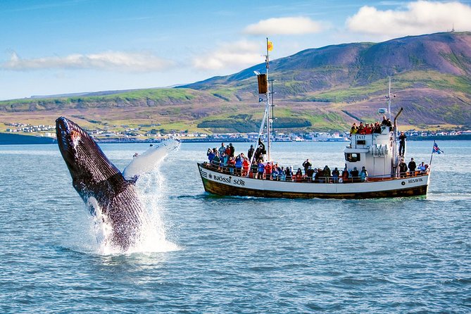 Traditional Oak Ship Whale Watching Tour From Husavik - Hot chocolate, cinnamon buns, and the trip home