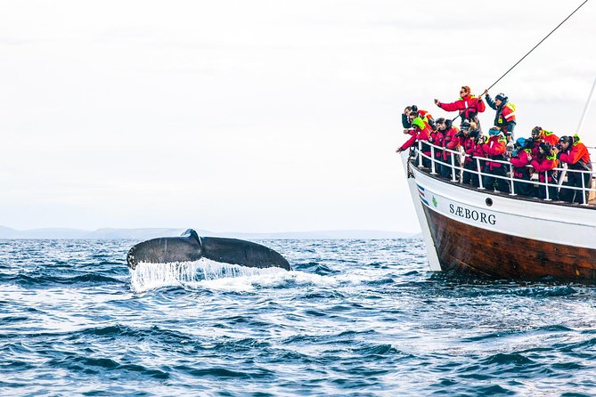 Traditional Oak Ship Whale Watching Tour From Husavik - Is $118.56 a fair price?