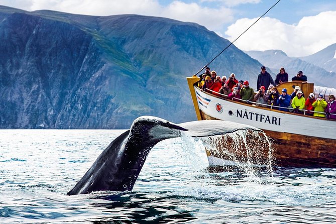 Traditional Oak Ship Whale Watching Tour From Husavik - The animals you might see