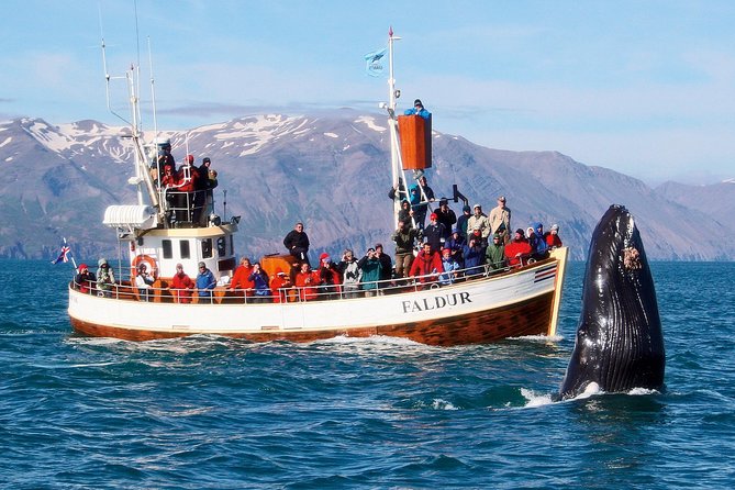 Traditional Whale Watching from Húsavík by Local Family Company - What the traditional oak boat changes